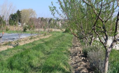 agroforesterie à la Durette