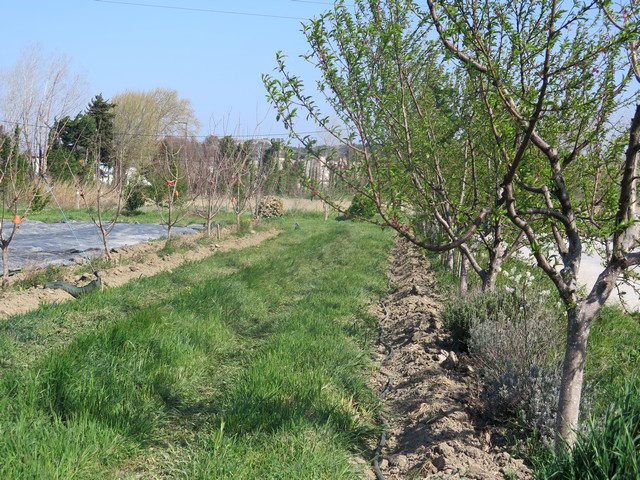 agroforesterie à la Durette