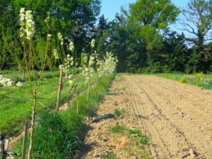 agroforesterie à la Durette