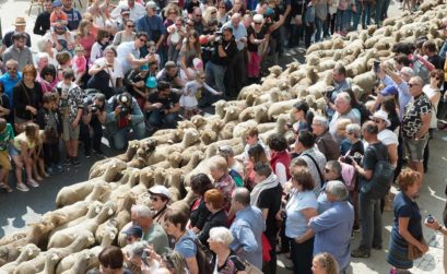 la transhumance à Salon