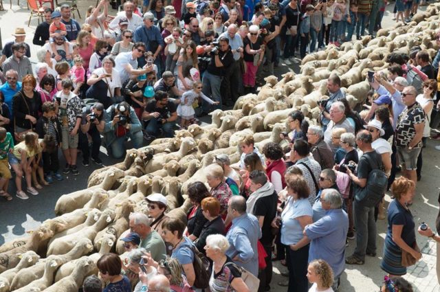 la transhumance à Salon