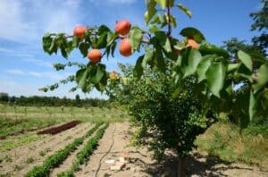 abricots Bleu Tomate
