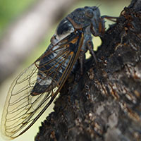 les insectes musiciens