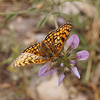 Papillons de Provence au Naturoptère