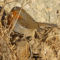 stage oiseaux des jardins