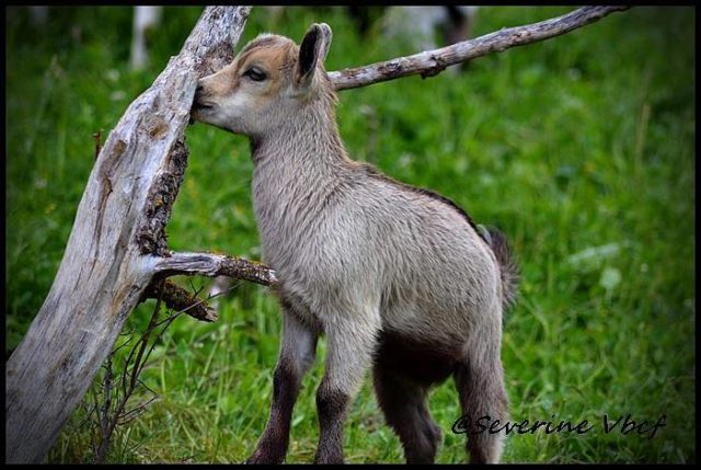 chèvres et chevreaux se visitent avec la Farigoulette