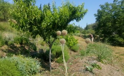 JB Anfosso, permaculteur à Bandol