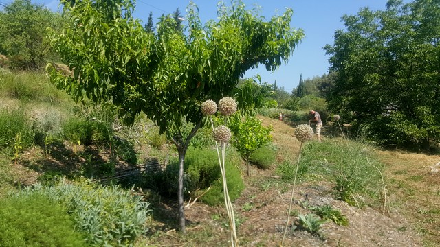 JB Anfosso, permaculteur à Bandol