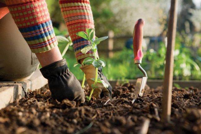 atelier jardinage Lauris