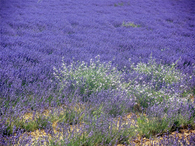 La lavande de Provence vire au vert ! Bleu Tomate le mag