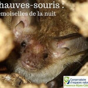 les chauve-souris sujets d une conférence à Tourves 83