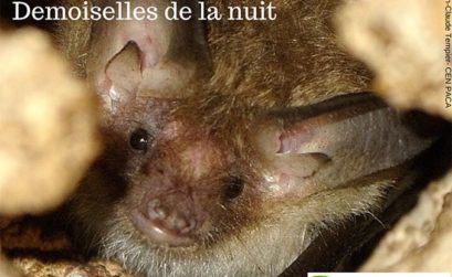 les chauve-souris sujets d une conférence à Tourves 83