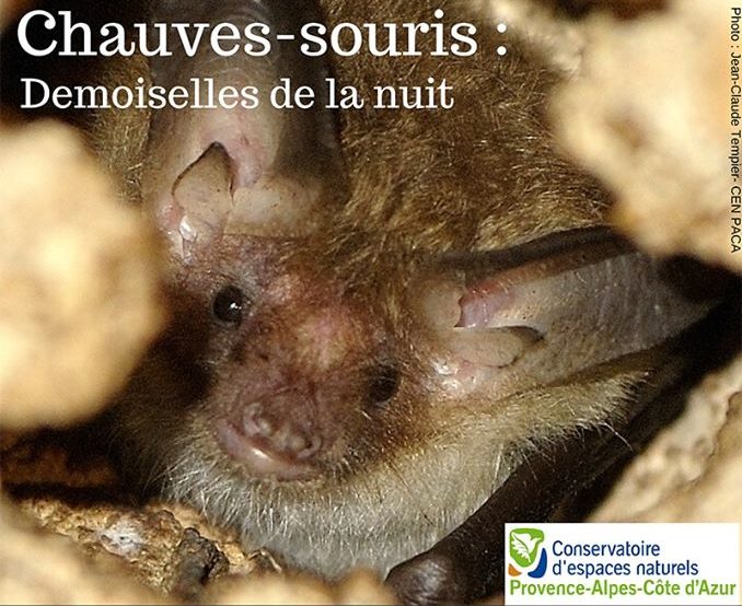 les chauve-souris sujets d une conférence à Tourves 83