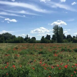 plantation d'arbres à Pernes