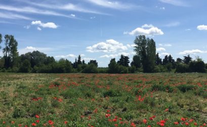 plantation d'arbres à Pernes