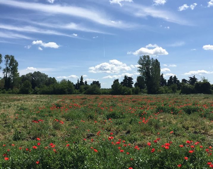 plantation d'arbres à Pernes