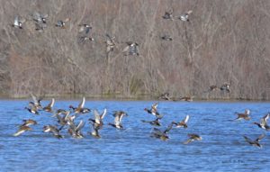 les oiseaux des marais