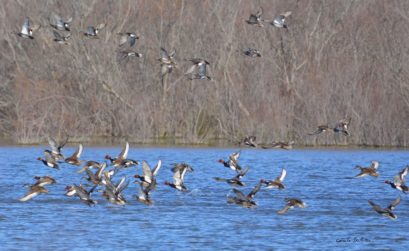 les oiseaux des marais
