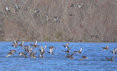 les oiseaux des marais