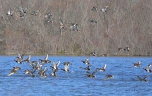 les oiseaux des marais