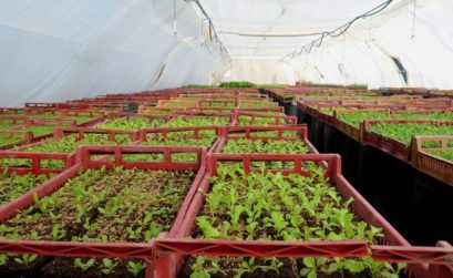 Sur le chemin de l'AMAP, les futurs plants de salade