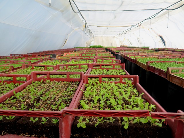 Sur le chemin de l'AMAP, les futurs plants de salade