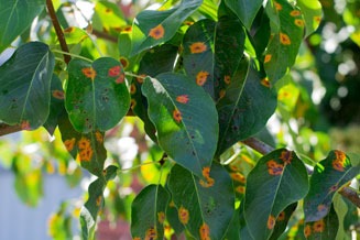 stage arbres fruitiers