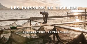 ***Ils restent ouverts*** Bleu Tomate Les poissons de Tamaris