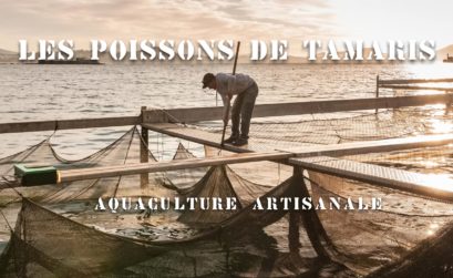 Les poissons de Tamaris