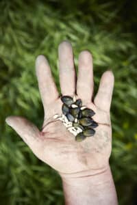 Copyright Gregoire Kalt-les graines d'une agriculture territoriale Bleu Tomate