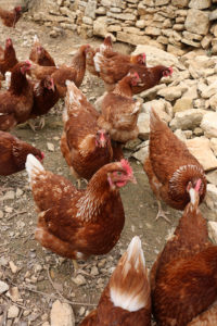 sauve qui poule pour la liberté