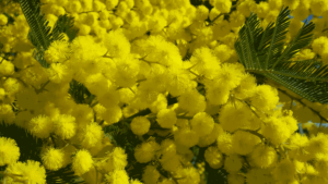 arrière plan header mimosa
