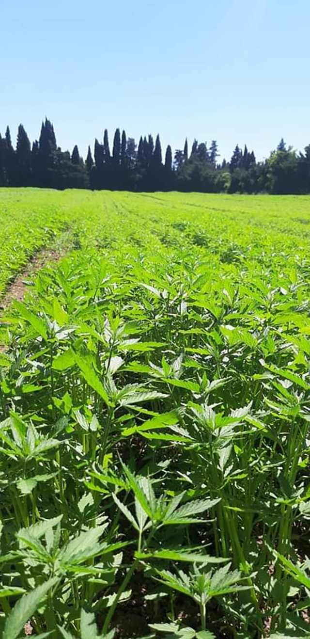 Le chanvre, la plante écolo