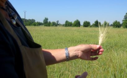 le blé pousse au Moulin du Mas de Daudet