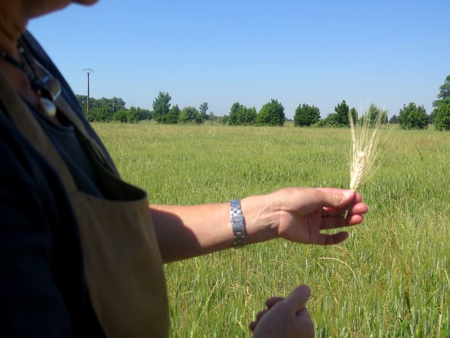 le blé pousse au Moulin du Mas de Daudet