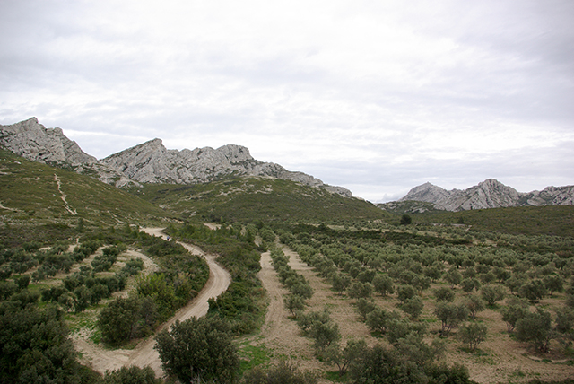 paysage des Alpilles