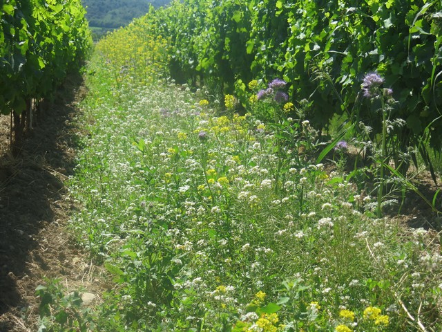 Château st Jean pratique l'enherbement des rangs de vigne