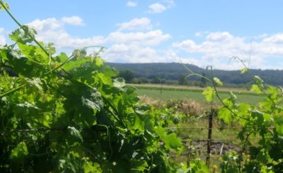 vignes et foncier