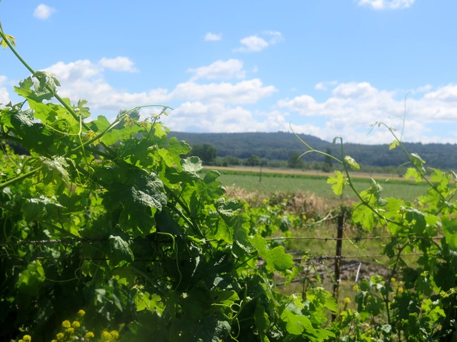 vignes et foncier