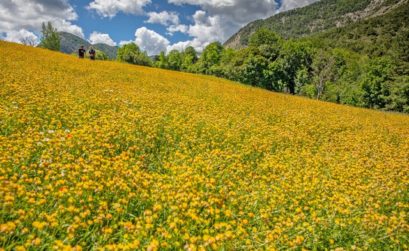 l'anthyllis se cultive dans les Alpes