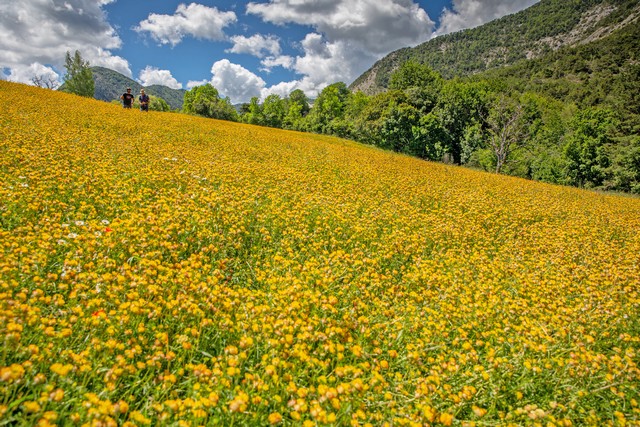 l'anthyllis se cultive dans les Alpes