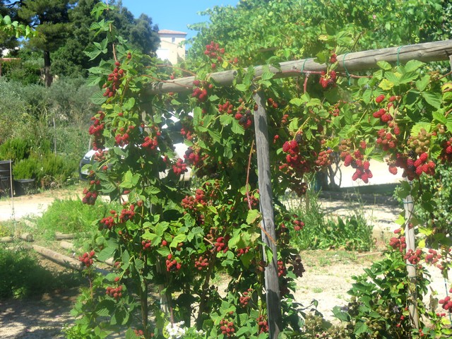 les framboises de la Ste-Baume