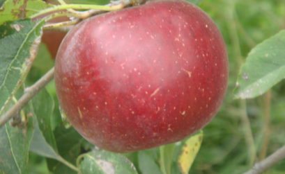 Garance, une pomme rustique