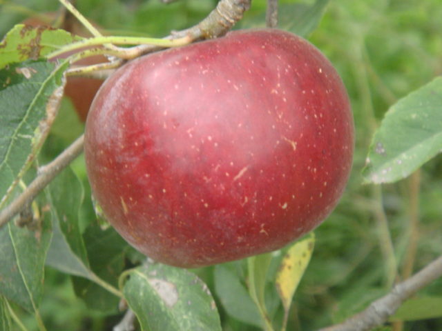 Garance, une pomme rustique