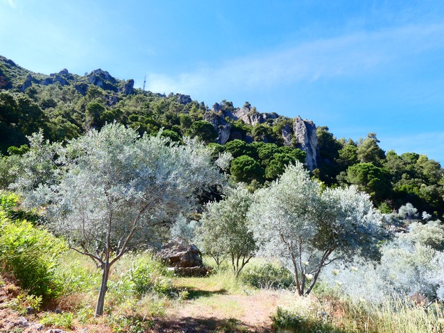 les oliviers tout près de la forêt