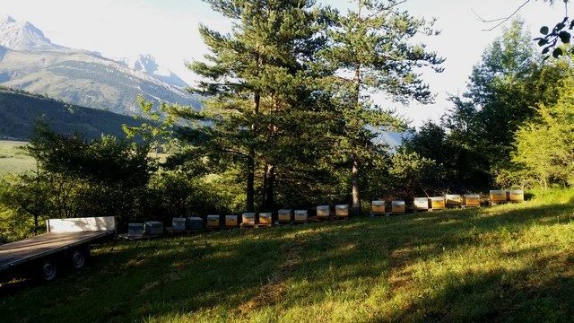 la transhumance des abeilles est réduite