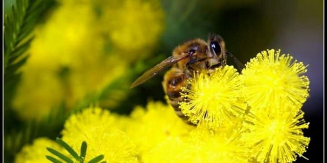 l'apiculteur élève les abeilles