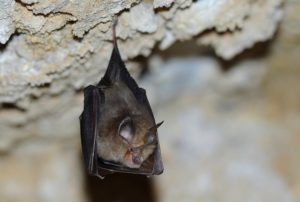 chauve-souris Bleu Tomate le mag