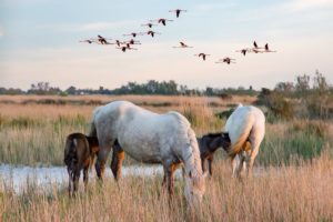 Camargue et delta du Rhône