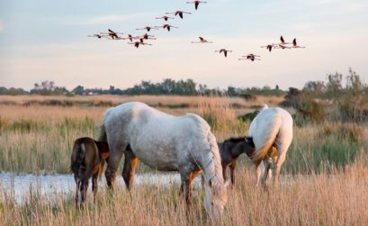 Camargue et delta du Rhône